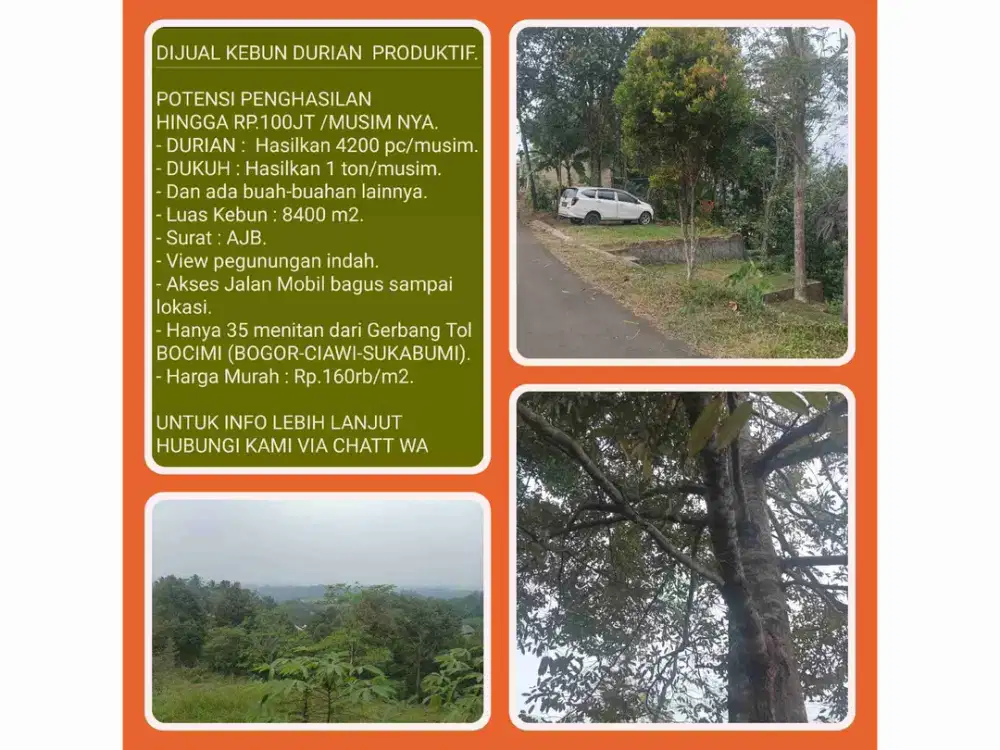 Kebun Durian Aktif Produksi menghasilkan tiap musimnya Luas 8400m2, di Parakansalak-Sukabumi