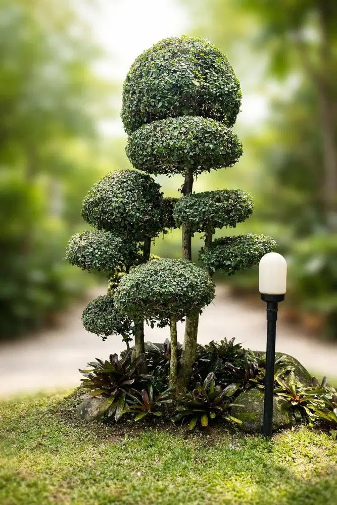 Tanaman Bonsai.