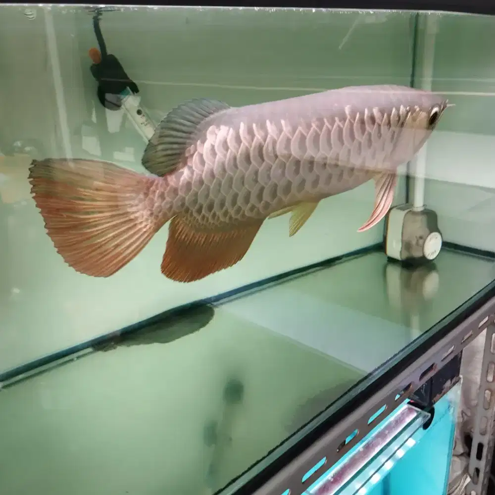 IKAN ARWANA/AROWANA GOLDEN RED SIZE 45 CM