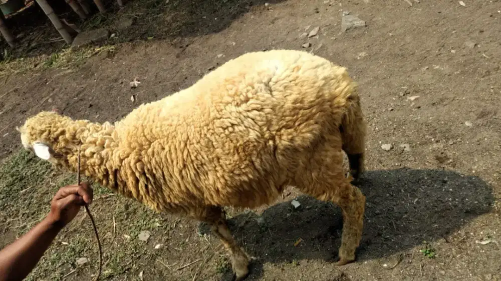Jual kambing Qurban 2,5 jt