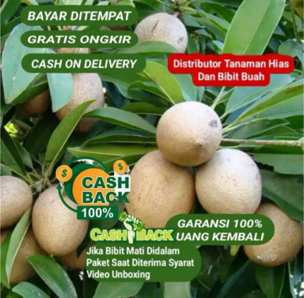 Bibit sawo Manila jumbo Cepat Berbuah Lebat