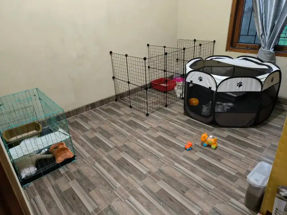 Tempat penitipan kucing