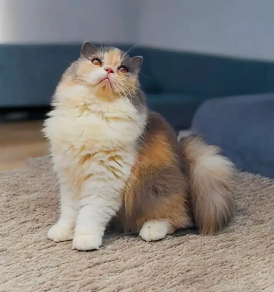 Scottish fold longhair calico