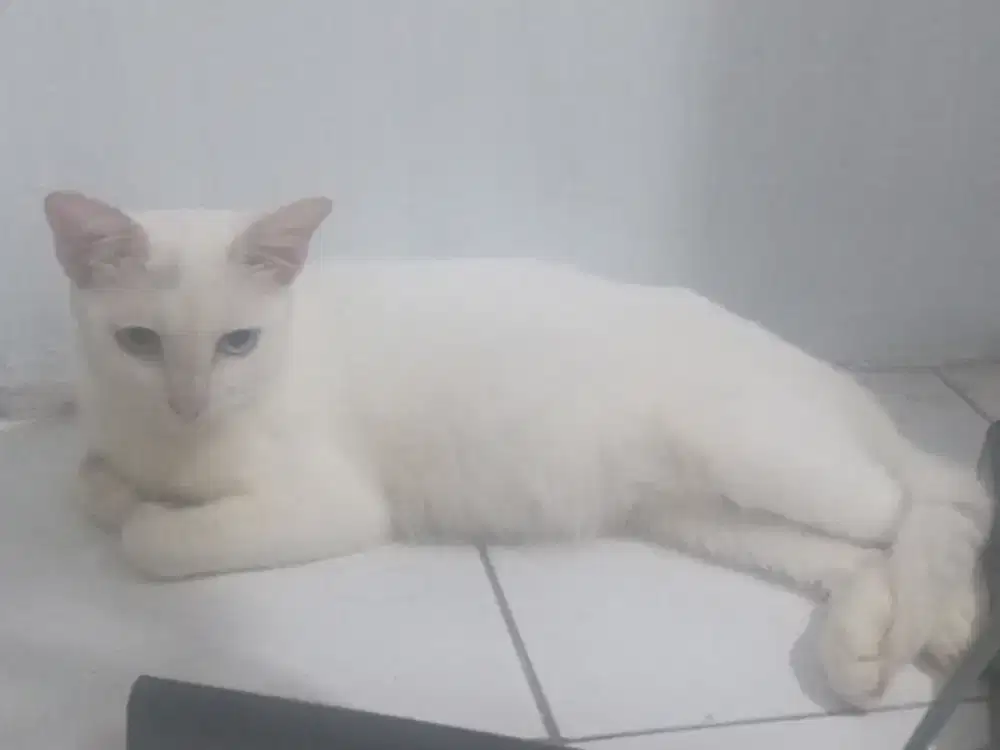 Kucing Odd Eyes / Mata Flip Flop