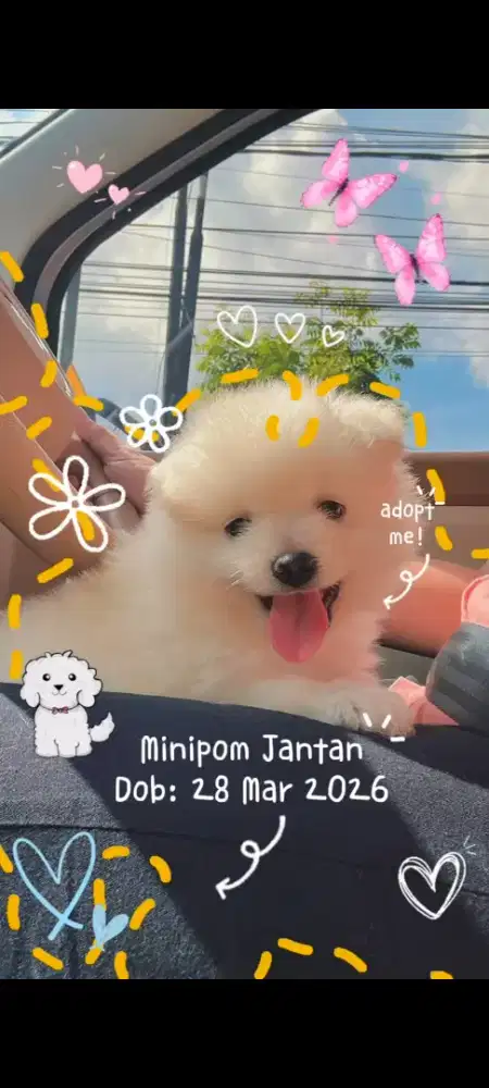 minipom jantan non stb