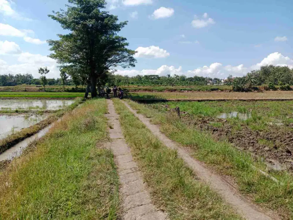 sawah murah 5.000m²+ muka 33m , panen 3x/setahun, mobil samapai lokasi sugihan bendosari :
* 700 jt  nego