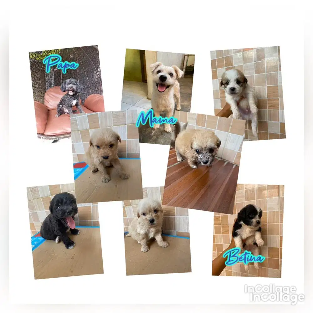 Jual anak anjing maltipoo