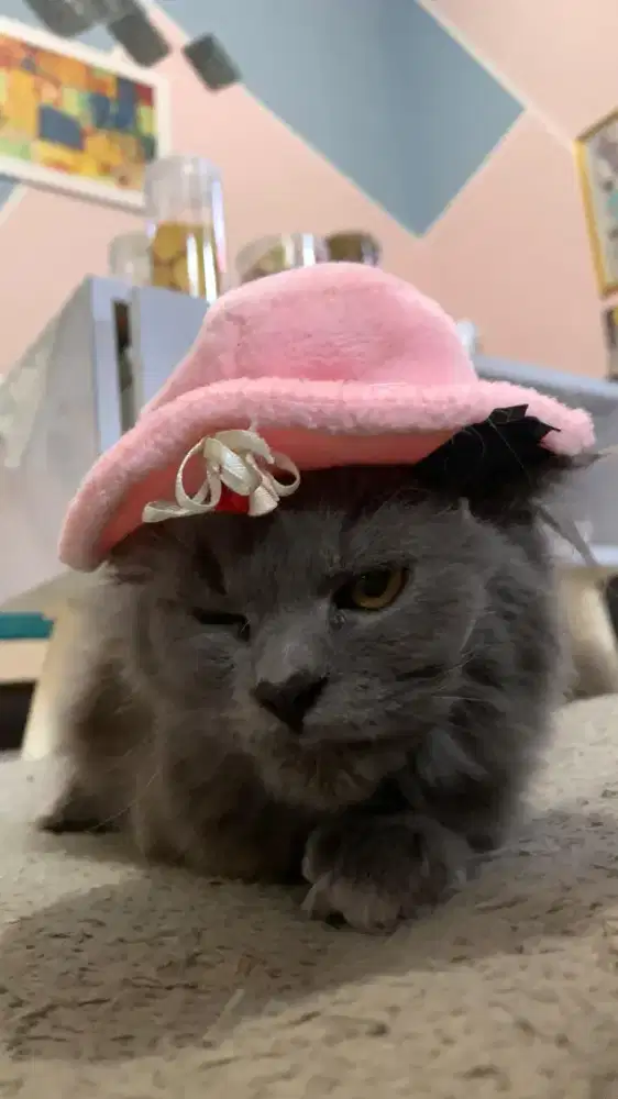 Kucing Persia BLH