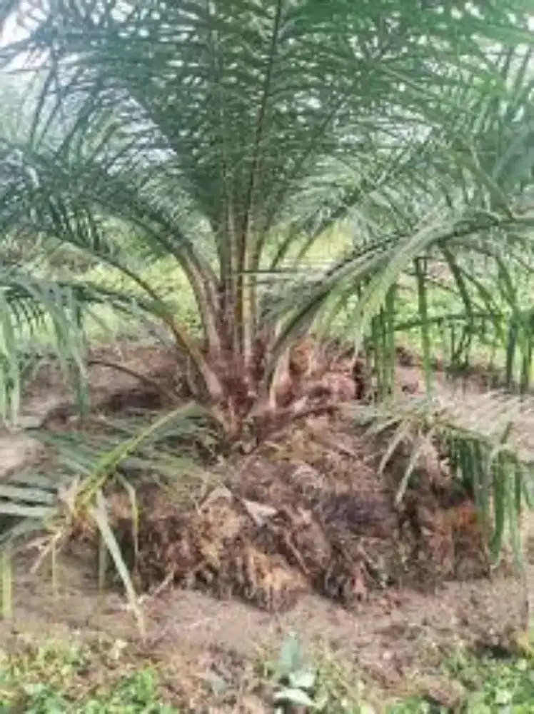 Butuh kryawan penempatan kalimantan