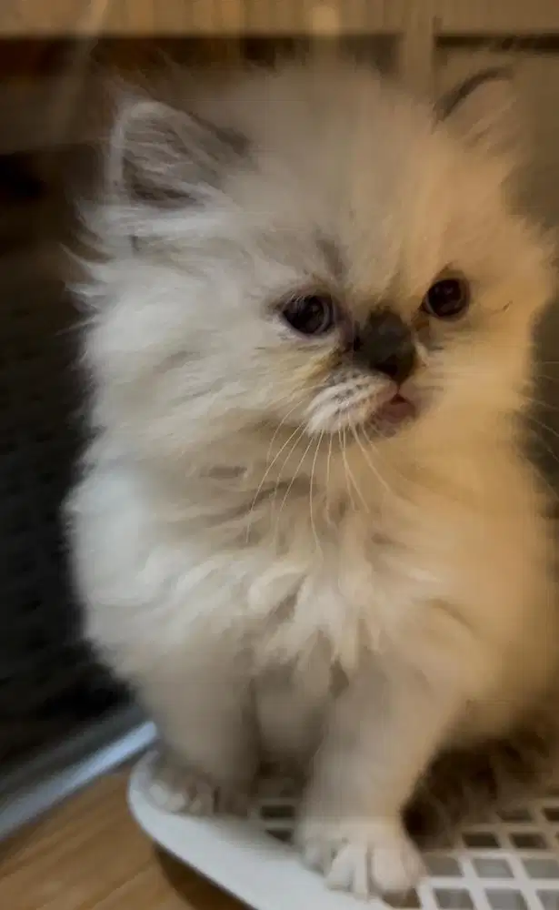 Munchkin Ragdoll ns