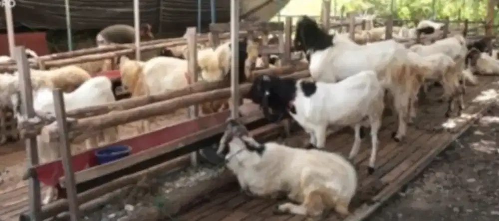 Jual Hewan Qurban Amanah