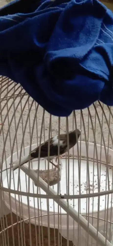 burung knari fanda simetris 250.000