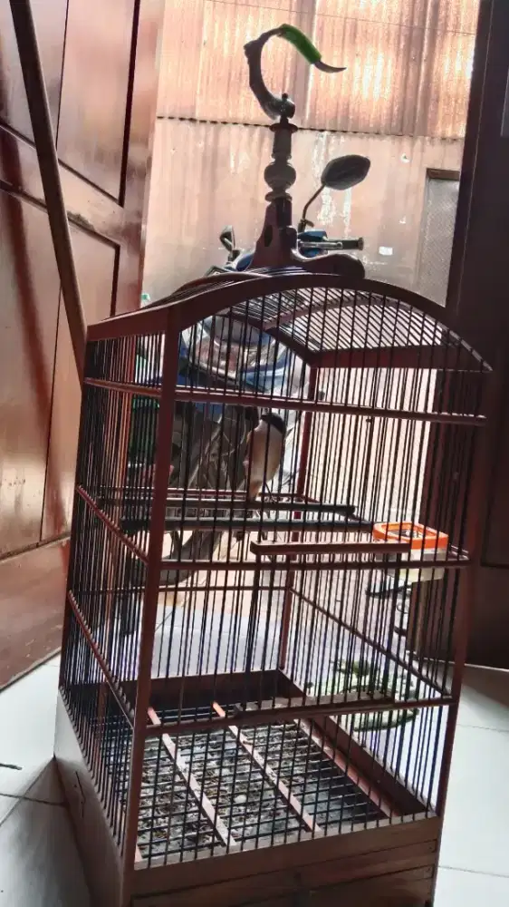 Burung Pentet Jawa + Kandang