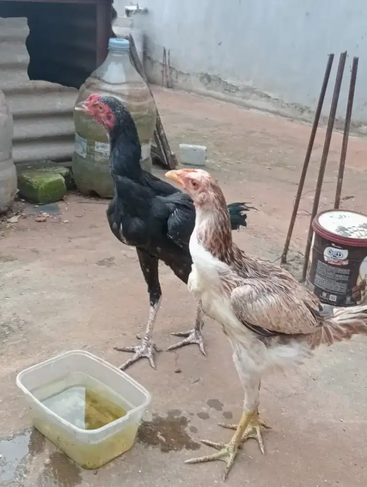 Di jual ayam Bangkok sepasang