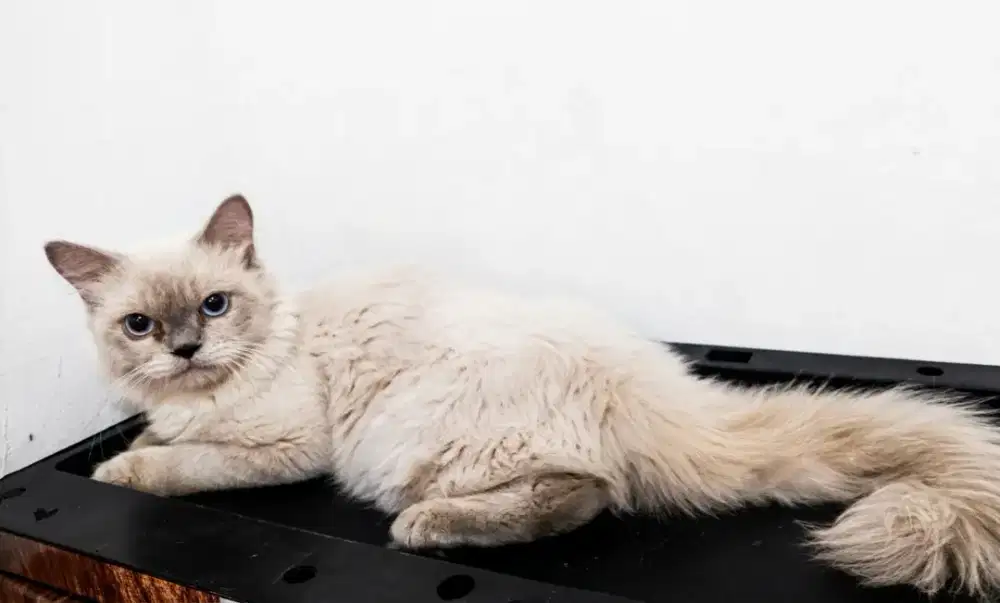 Kucing himalaya ragdoll