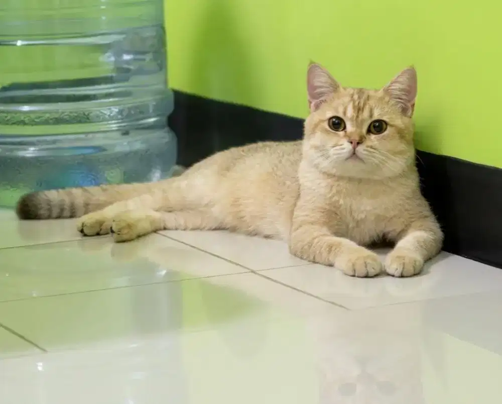 Kucing bsh(British Shorthair)