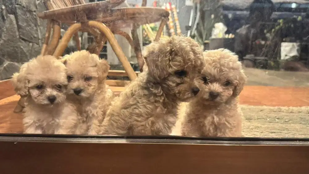 Jual Baby Toy Poodle MURAH!