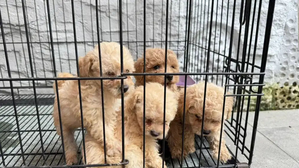 Jual Baby Toy Poodle MURAH!