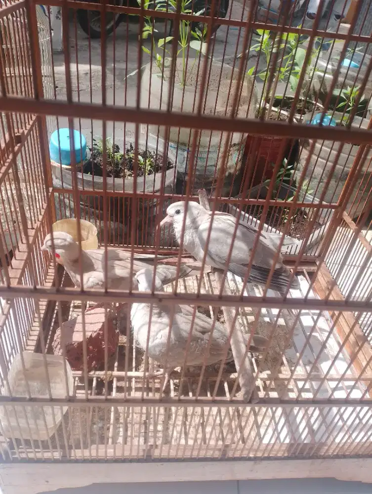 Anakan puter peluang x puter blorok jambul