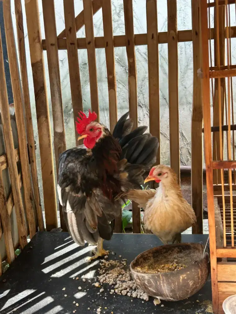 Ayam serama kualitas bagus