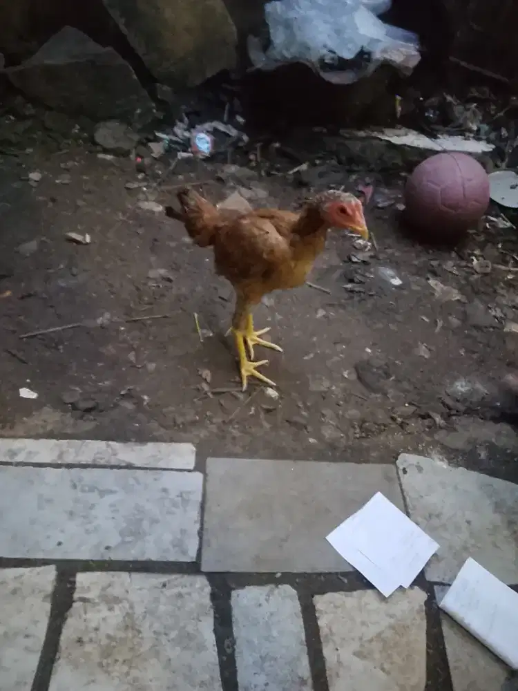 Ayam Bangkok betina bulbi