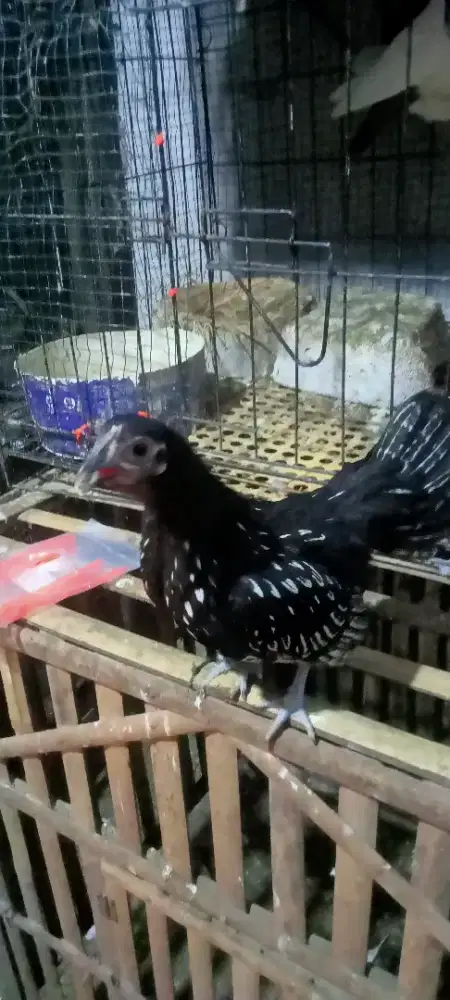 Ayam batik remaja