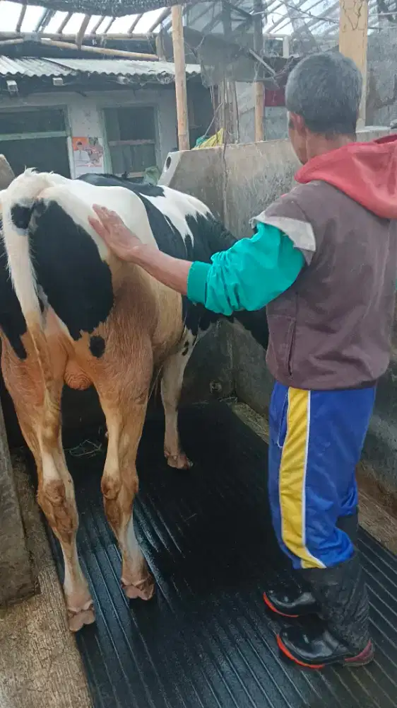 Sapi kurban jenis fh