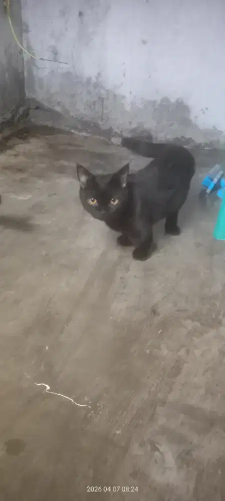 Kucing cowo 18 bulan
