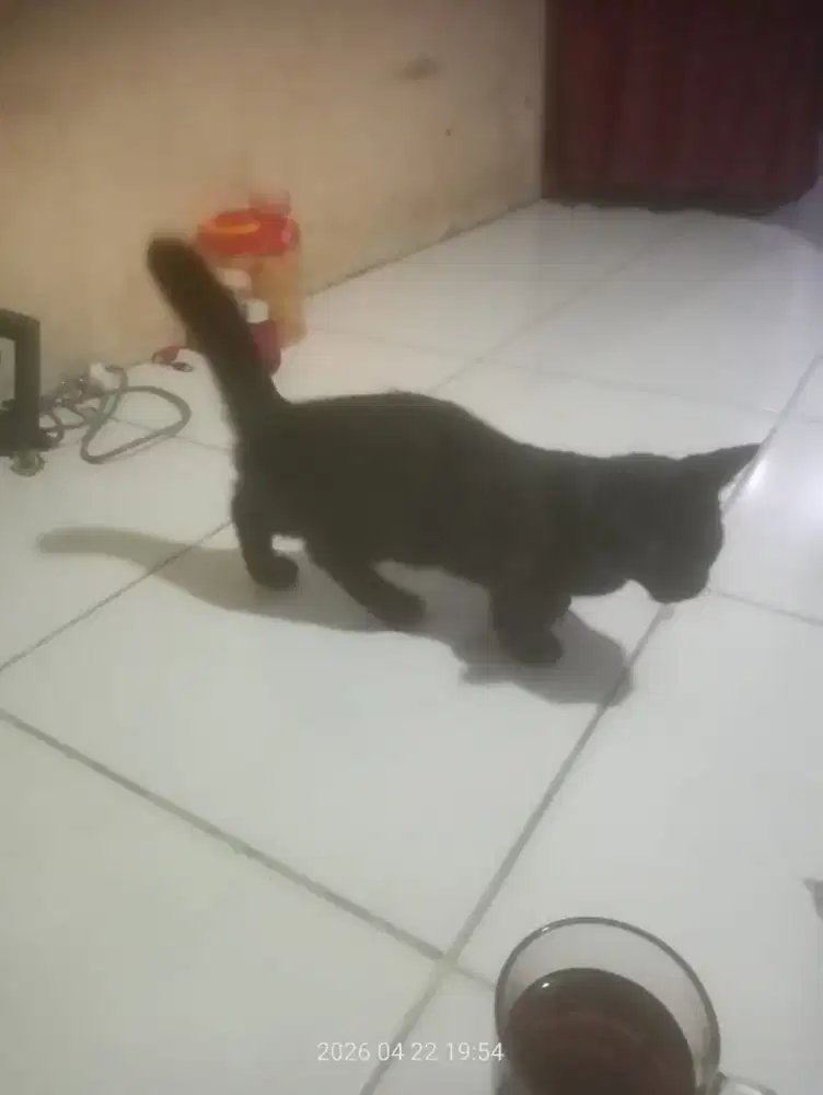 Kitten cewe 4 bulan