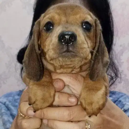 Mini Tekel (Miniatur Dachschun) Mix