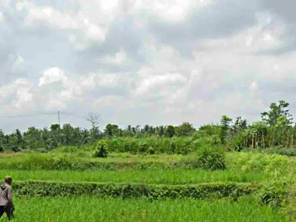 KOLAM KOI 1580 DEKAT CANDI PENATARAN BLITAR