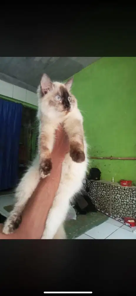 Kucing himalaya betina