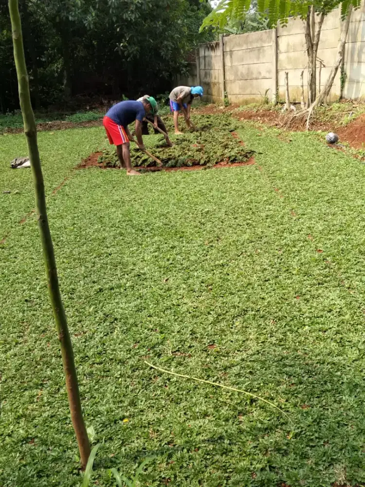 Rumput gajah mini