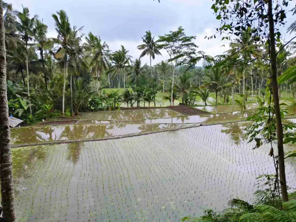 tanah 6.5 are premium.di sewakan view sawah.abadi 25 menit ke ubud
