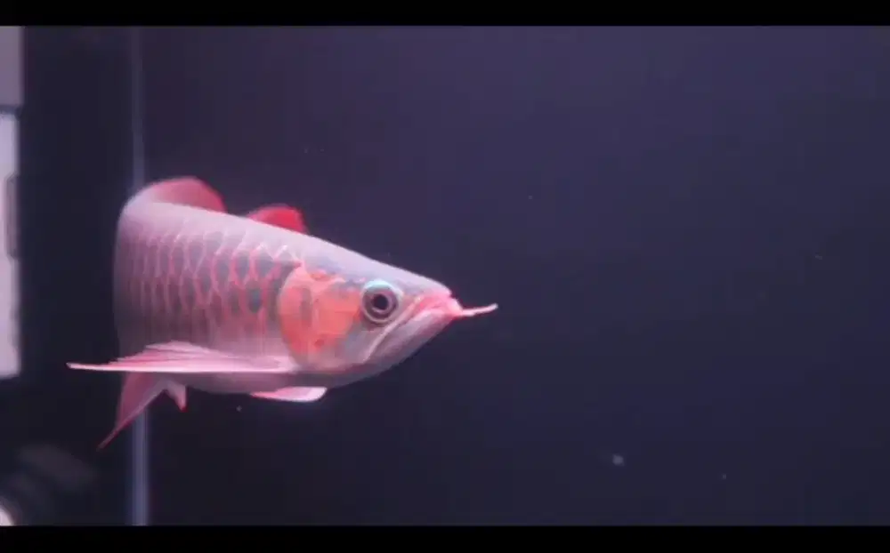 AROWANA SUPER RED 40CM