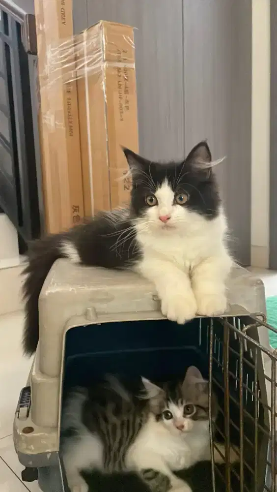 Mainecoon Kitten... open adopt