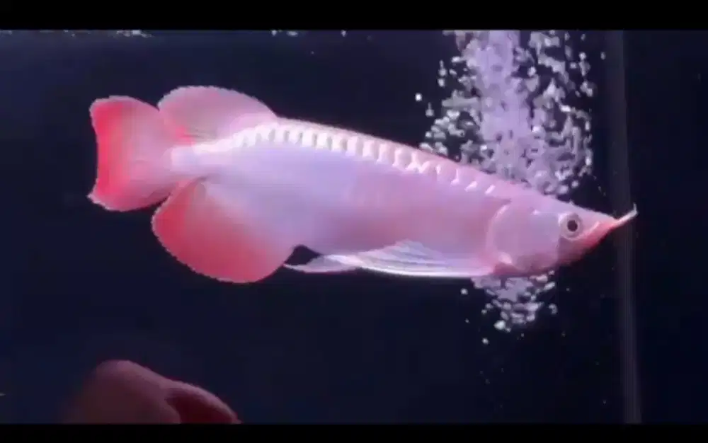 IKAN AROWANA SUPER RED SLAYER +-28CM