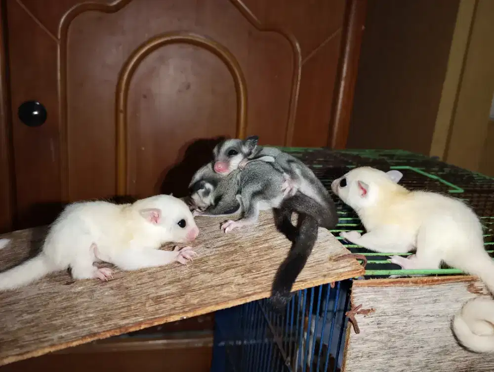 Sugar Glider Joey