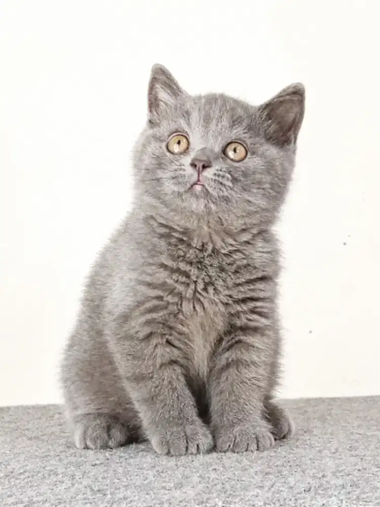 British Shorthair kitten blue