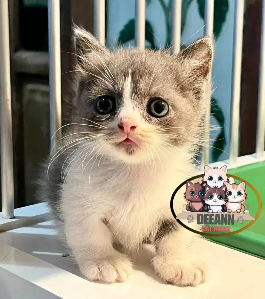 Kucing Munchkin BSH Bico Blue