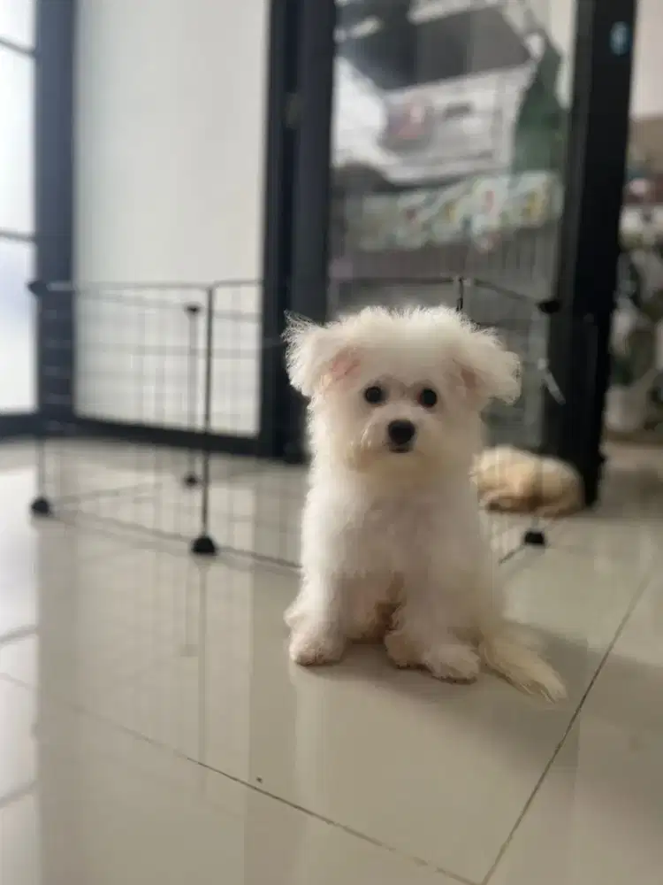 Bichon jantan non surat