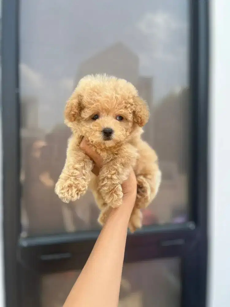 Tiny poodle betina apricot