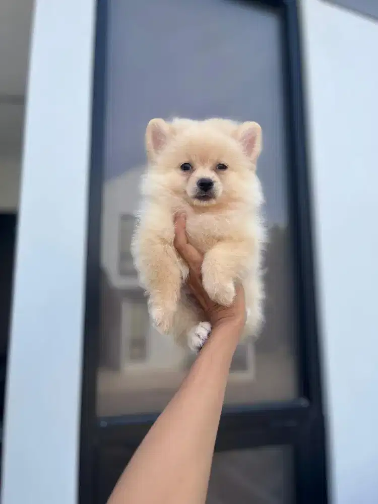 Minipom betina kosongan