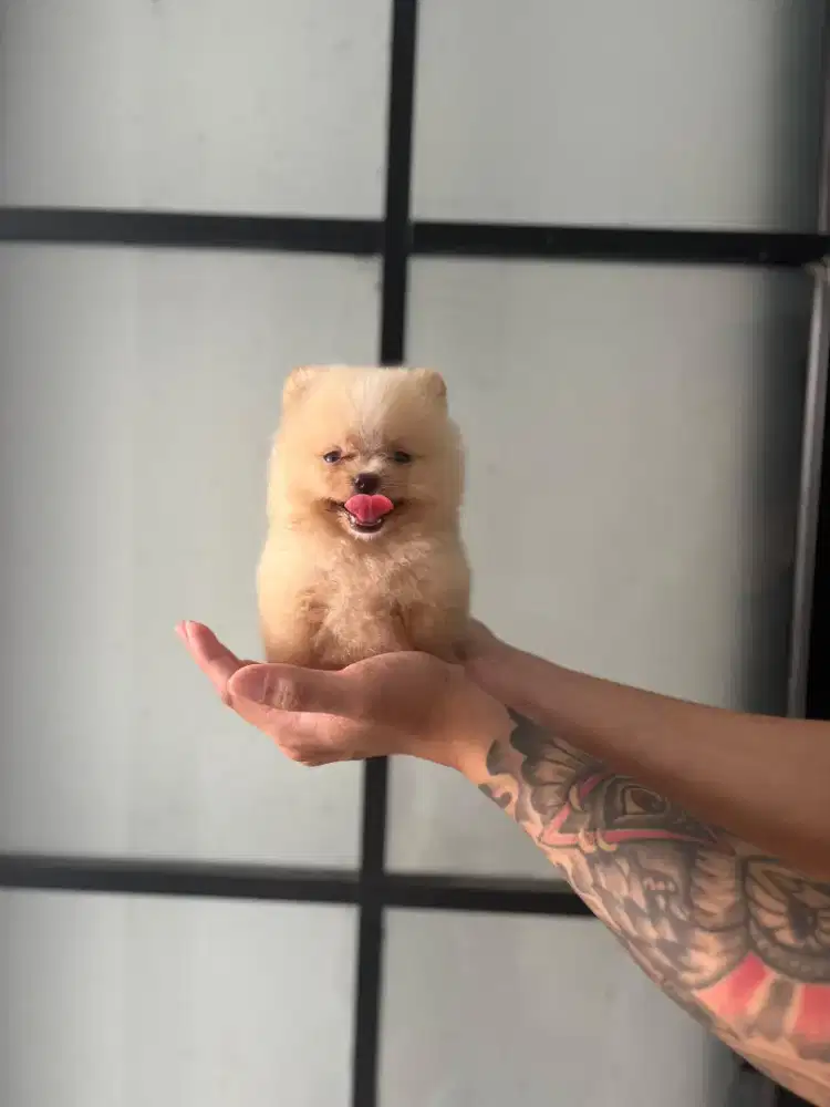 Superminipom Jantan Super Mungil