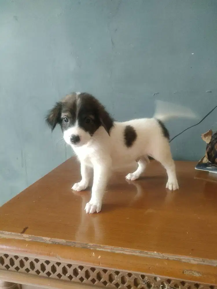 Jual anak anjing mixed breed usia 6 minggu ( 1,5 bulan)