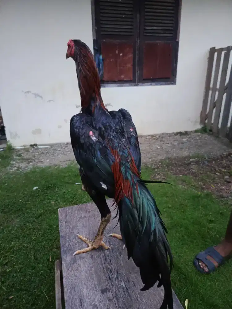 Ayam khoytrat muda