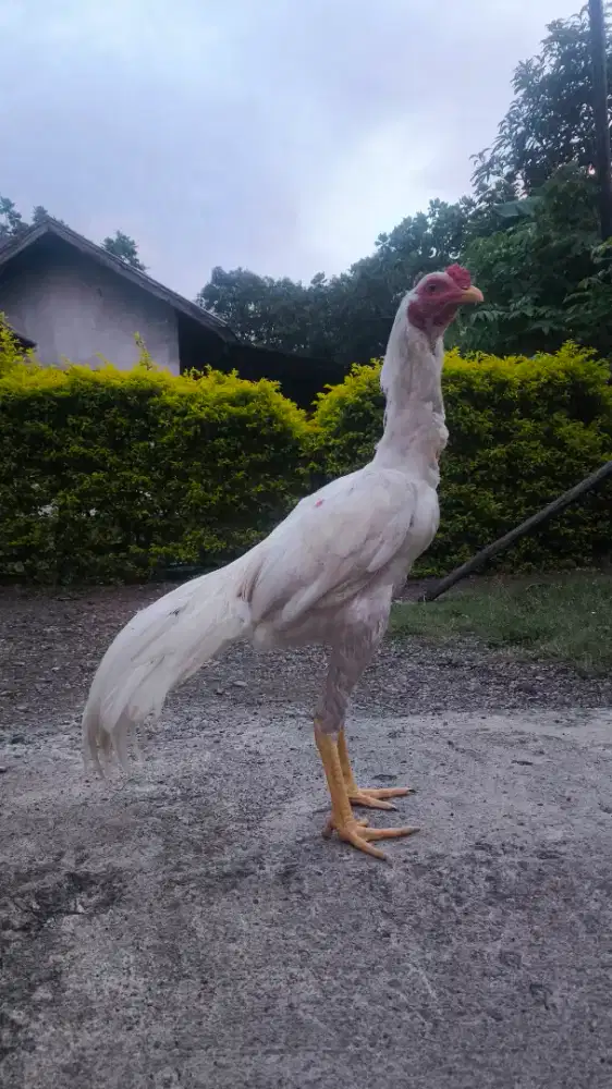 AYAM BANGKOK MUDA