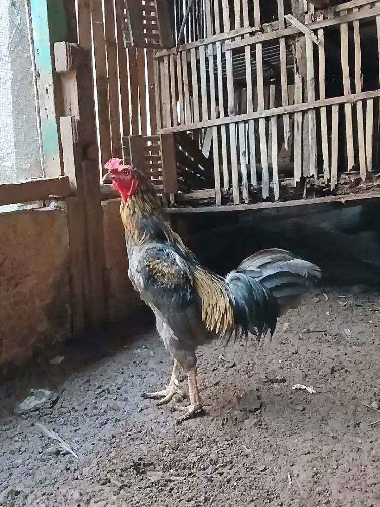 Jago Kampung Tampan