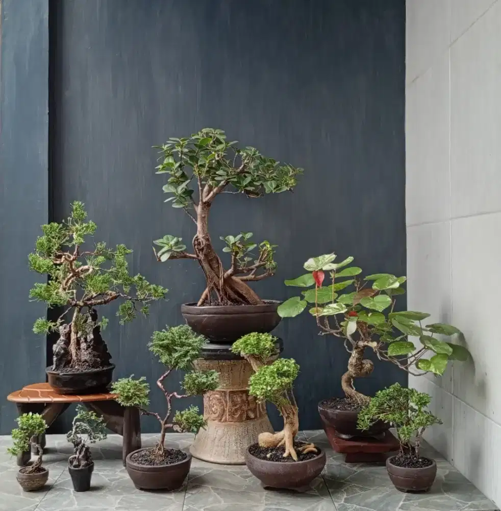 Bonsai hias cantik ada 8 pot