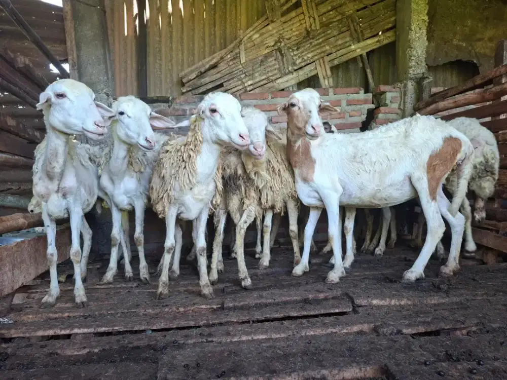 Kambing Kurban Qurban